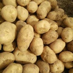 宁夏中卫土豆大量上市，三两起步的上车价