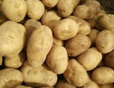 宁夏中卫土豆大量上市，三两起步的上车价