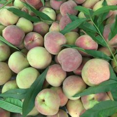 平邑冬桃，是我们山东的最后一批鮮桃