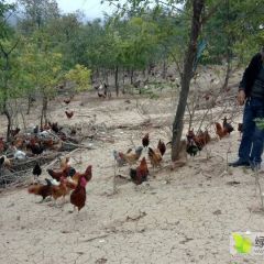 河南宜阳散养土鸡，鸡龄220天