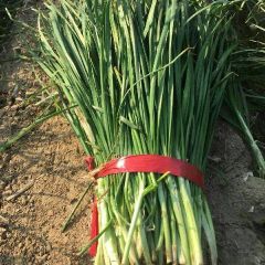 中原,原生态农田韭菜找收购