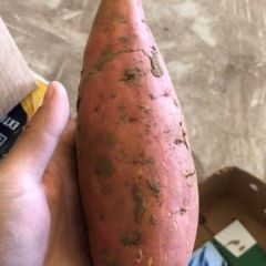 彰武大量出售烟薯25，味道甜流糖