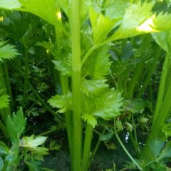 法国皇后芹菜大量上市65cm以上色泽嫩绿