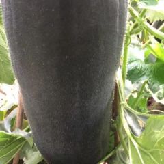 滦南冬瓜 大棚里的吊冬瓜大棚户自家静心培养