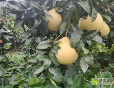 仁寿柚子 山外山家庭农场红心蜜柚3.5斤以上