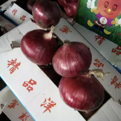 金乡县常年洋葱大量有货，质量保证