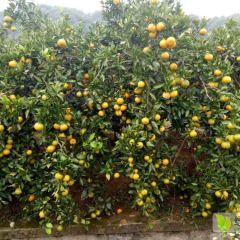 湖南石门贡桔 皇家贡桔，品质最优
