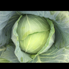 平度扁包甘蓝大量上市质量上乘 场地宽敞