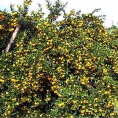 兴安县​高尚镇南丰蜜桔成熟高峰期