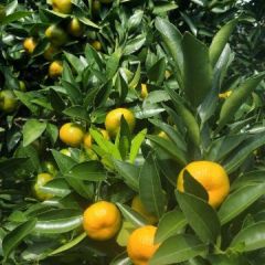 此地南丰蜜桔开始上市了！