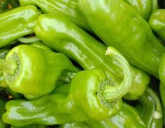 费县各种鲜辣椒大量上市中，产量大，品种多