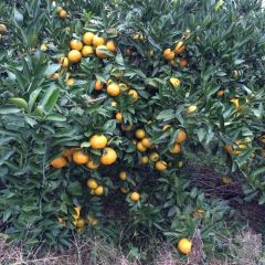 湖北松滋南丰蜜橘出售，果品优质
