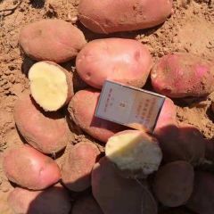 定边马铃薯品种青薯 9 号