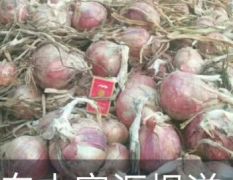 2018柘城二红半高桩， 洋葱苗预售，苗壮
