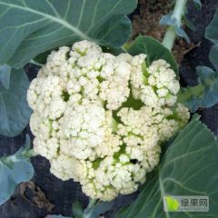 追求绿色时尚，拥抱绿色生活，欢迎您的亲睐！