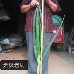 无极县自家种，3亩大头葱（鸡腿，过年葱）