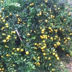 鹿寨县南丰蜜桔大量上市了！供应量上不封顶