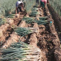 滕州市界河镇万亩大葱己经大量上市