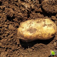 河北赤城自产土豆，随挖随卖，全部地头货