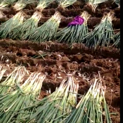 河北长白大葱现在新鲜出货中