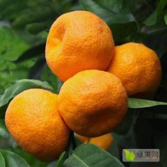 四川省宜宾市屏山县椪柑