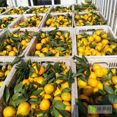 远安主产温州蜜桔，每年10月至元月份供应