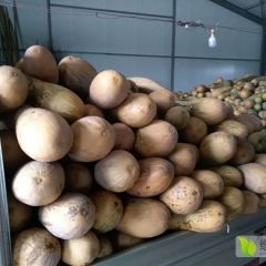 2018颍东南瓜 4、5斤以上有几十万斤密本南瓜