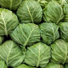 保定市清苑区《精品甘蓝～圆包～平包》大量供应