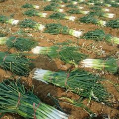 邢台盛产长白大葱大头葱货源充足