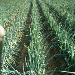 坊子黄旗堡的铁杆大葱已全面上市