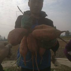 山东聊城冠县大量出售龙九 质量没得说