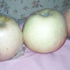 河北省辛集市红富士苹果以上市