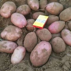 定边土豆 大量出售，需要的打电话