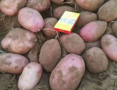 定边土豆 大量出售，需要的打电话