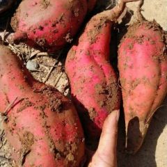 湖北郧西今年种植商薯19，济黑一号