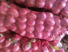 山东金乡本公司长年供应各种洋葱，紫葱/红葱