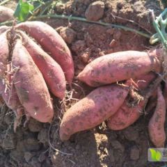 黄岛专业电商一件代发--烟薯25