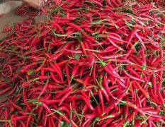 洛南洛公司常年供应各等级优质新鲜辣椒，剁椒