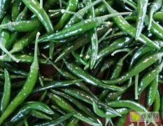 新鲜朝天椒现有2000吨尾期货需要出售价格优惠