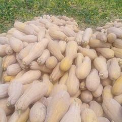 内乡县本公司在渠首之源种植南瓜