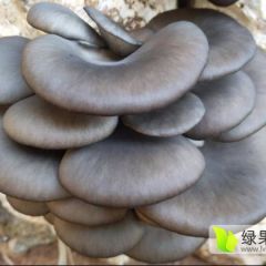 2018藁城稳定大量优质蘑菇上市，由于产量大