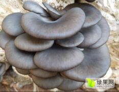 2018藁城稳定大量优质蘑菇上市，由于产量大
