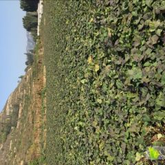 2018莱城红薯 北京553又叫老黄瓤