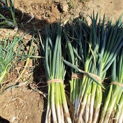 河北唐山长白大葱上市 种植量大 秋葱欲购从速