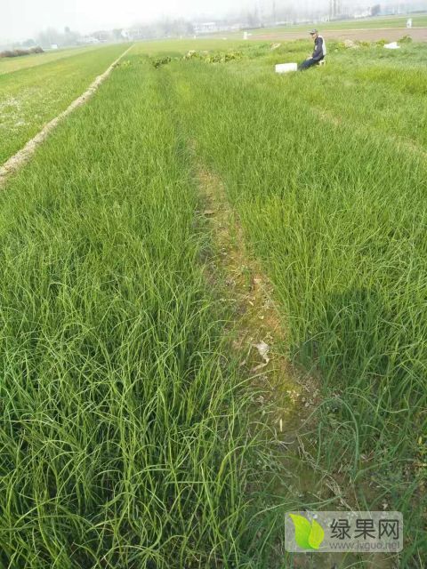 2018年山东鱼台洋葱苗价格