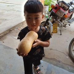 湖北省宜城市秋季南瓜正式拉开序幕