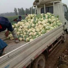 栾城小四农场雪玉菜花上市啦