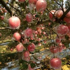 纸加膜苹果上市了有需要请联系