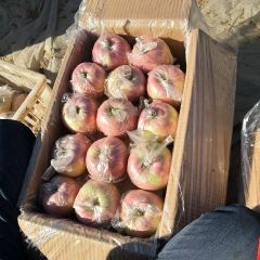 优质高山膜袋红富士苹果