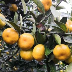 全州南丰蜜橘快上市了，今年果头均匀
